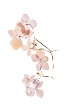 beyaz üzerine kuru ortanca