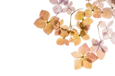 beyaz üzerine kuru ortanca