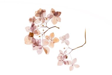 beyaz üzerine kuru ortanca