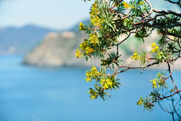 Havet och blommande träd — Stockfoto