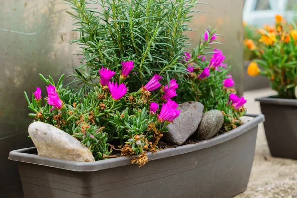 Hermosas flores de jardín —  Fotos de Stock