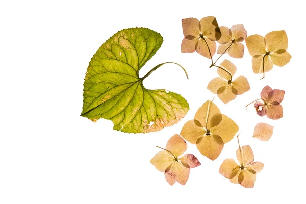 Hortensia seca sobre blanco — Foto de Stock