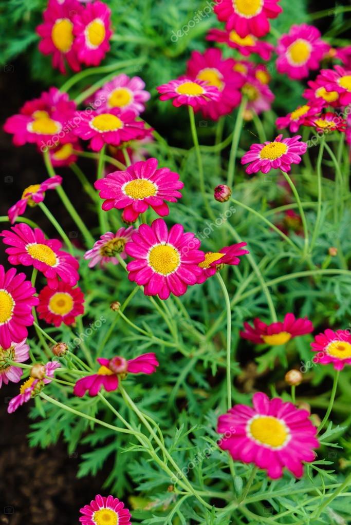 Fleurs De Marguerite Rose Photographie Shebeko 113762536