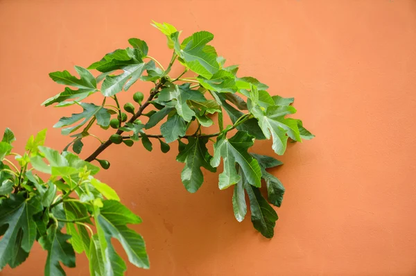 Fig tree on wall — Stock Photo, Image