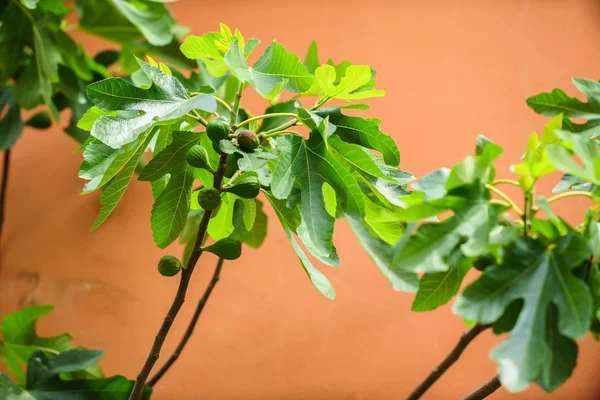 Fig tree on wall — Stock Photo, Image