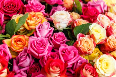 güzel bir renk güller