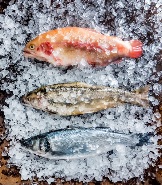 Frescos congelados peixe — Fotografia de Stock