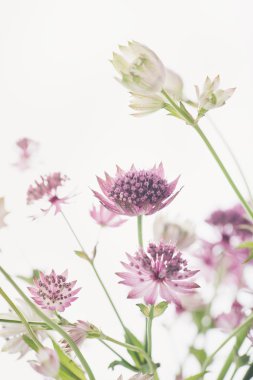 Beyaz üzerine yaz çiçek