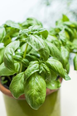 Tencerede yeşil fesleğen