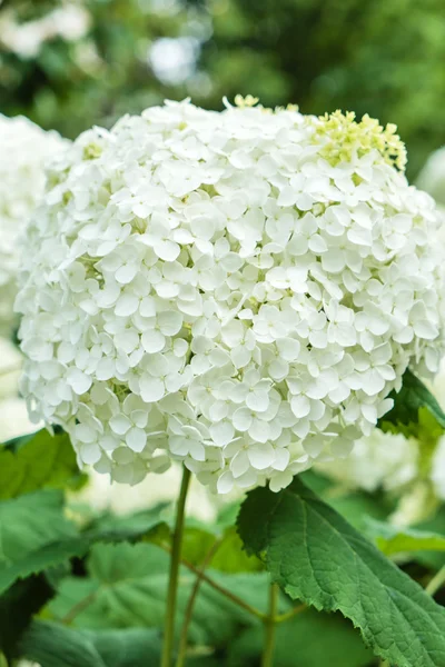 Bílá hydrangea květiny — Stock fotografie