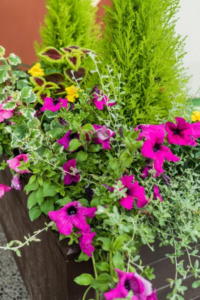 Contenitore fiori giardinaggio — Foto Stock