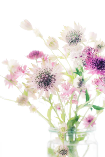Summer flowers on white — Stock Photo, Image