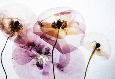 Güzel kuru haşhaş