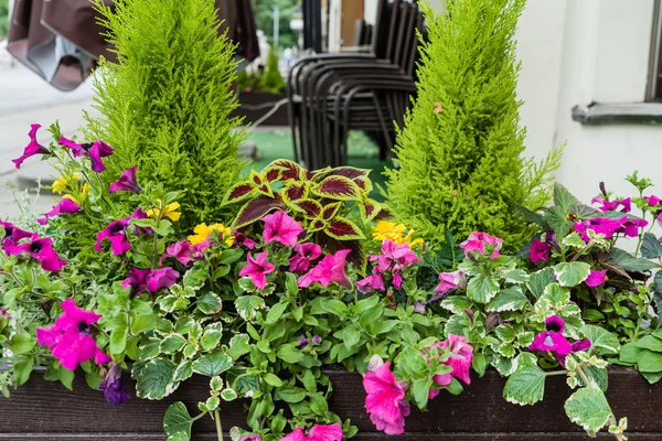 Schöne Blumen im Container — Stockfoto