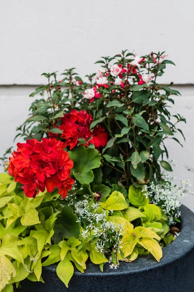 container gardening flowers