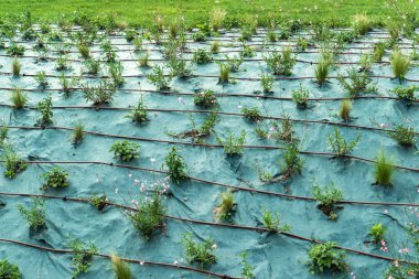 ekili bitki yetiştirme 