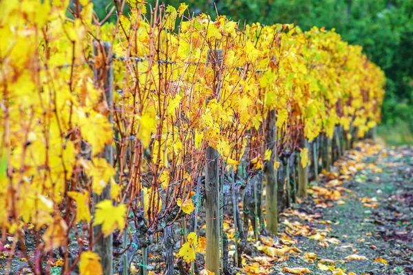 Vinhedo bonito amarelo — Fotografia de Stock