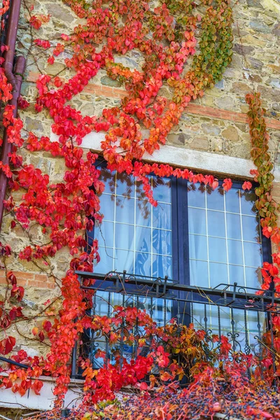 Window with wild grape leaves — Stock Photo, Image