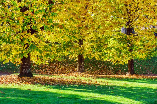 Beautiful autumn park — Stock Photo, Image