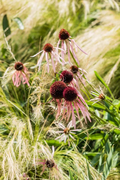 Красивые полевые цветы — стоковое фото