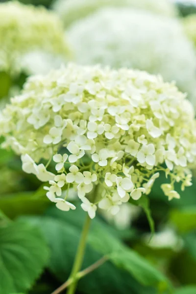 Krásné hortenzie květiny — Stock fotografie