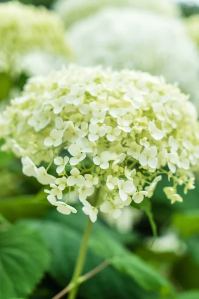 Hermosas flores de hortensias — Foto de Stock