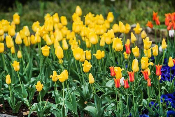 Prachtige lente veld — Stockfoto