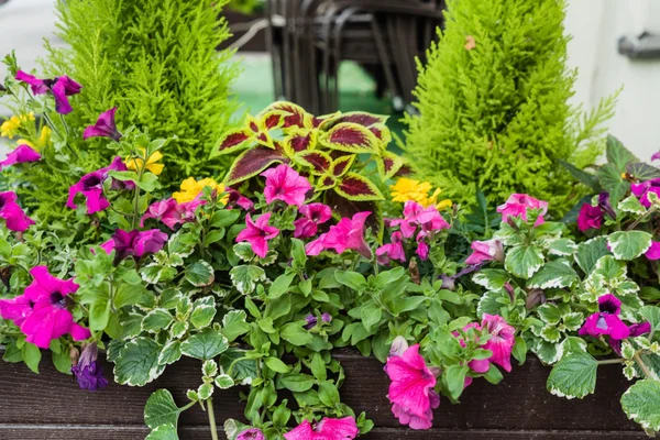 Schöne Blumen im Container — Stockfoto