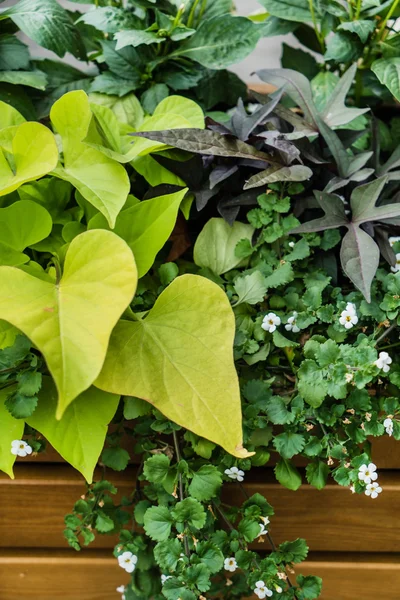 Plantas ao ar livre em vaso — Fotografia de Stock