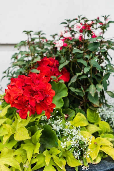 Jardinería de contenedores urbanos — Foto de Stock