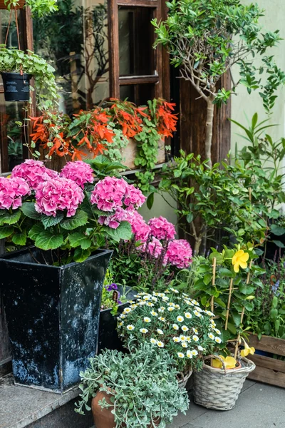 Schöne Blumen in Töpfen — Stockfoto