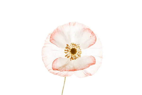 Mohn isoliert auf Weiß — Stockfoto