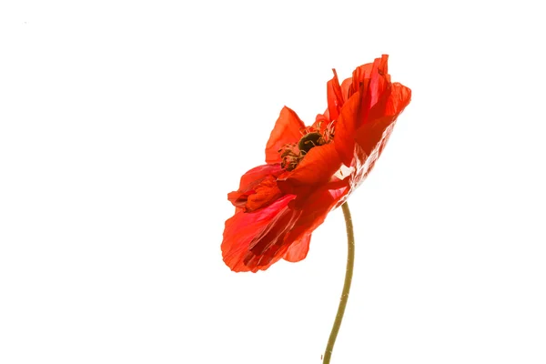 Poppy üzerinde beyaz izole — Stok fotoğraf