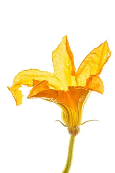 Квітка кабачків ізольована на білому — стокове фото
