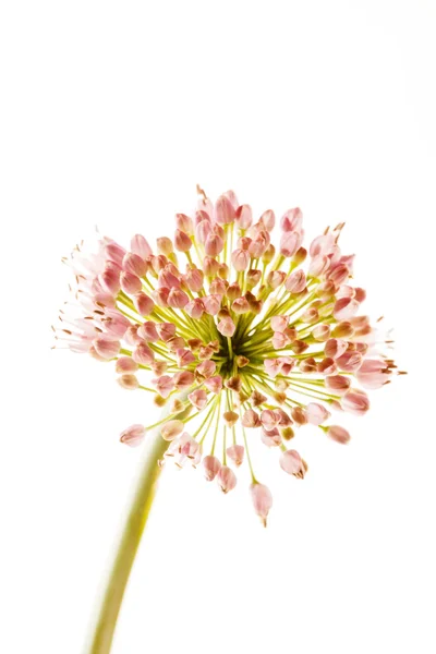 Flor de Allium aislada en blanco —  Fotos de Stock