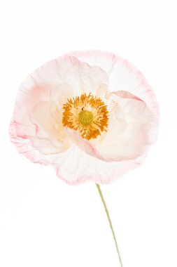 Güzel gelincik çiçeği