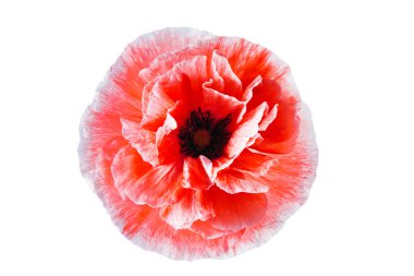 haşhaş çiçeği üzerinde beyaz izole