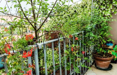 Balkonda çiçek açan çiçekler