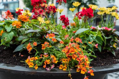 taze çiçekler ile konteyner 