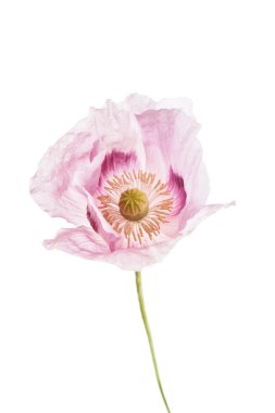 Güzel gelincik çiçeği