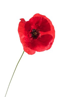 Güzel gelincik çiçeği