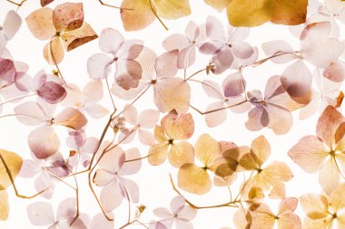 beyaz üzerine kuru ortanca 