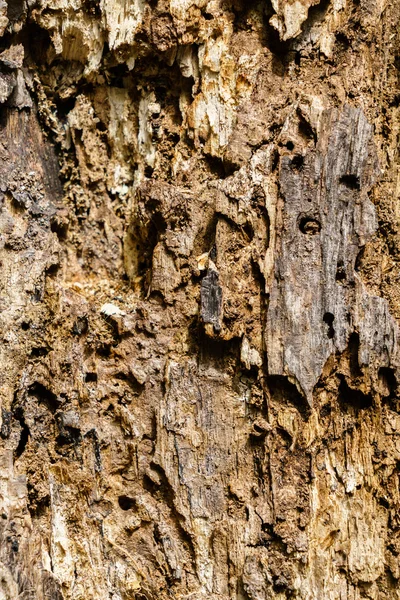 Brown bark of tree — Stock Photo, Image
