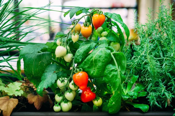 Urban container gardening — Stock Photo, Image