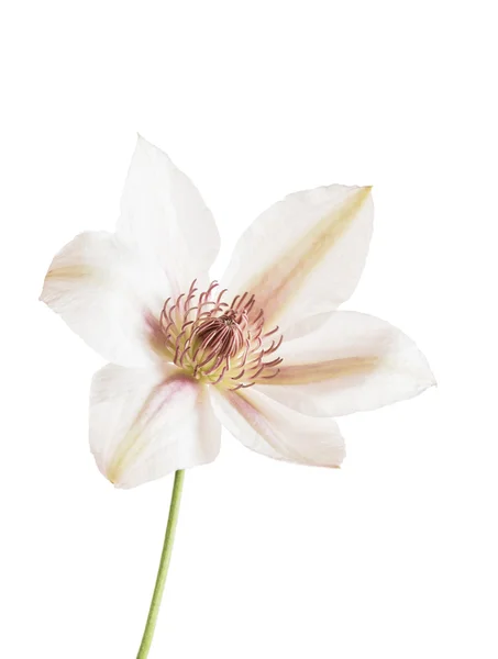 Färska clematis blomma — Stockfoto