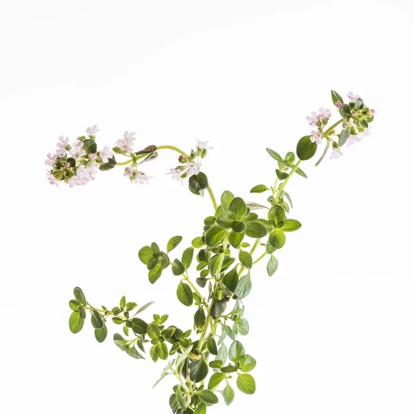 Fresh thyme flowers — Stock Photo, Image