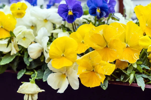 美しいビオラ花 — ストック写真