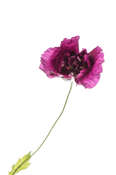 Schöne Mohnblume — Stockfoto