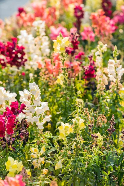 Colourful snapdragon flowers in the garden — Stock Photo, Image