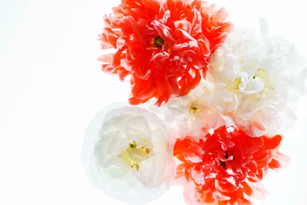 Čerstvé květy máku — Stock fotografie